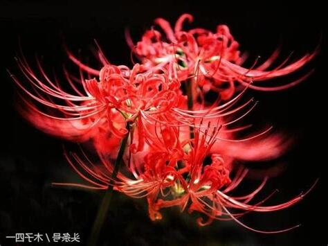 曼珠沙華 曼陀羅華